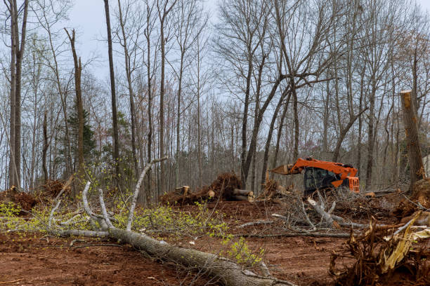 How Our Tree Care Process Works  in  Sterling, IL