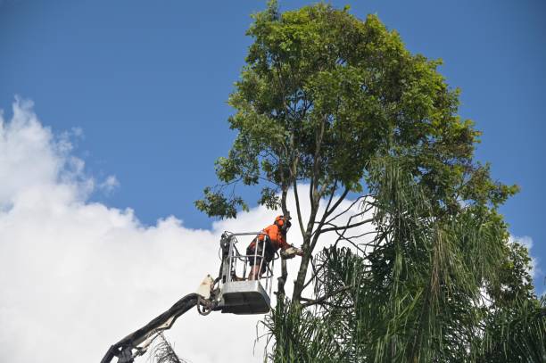 Best Tree Preservation Services  in Sterling, IL